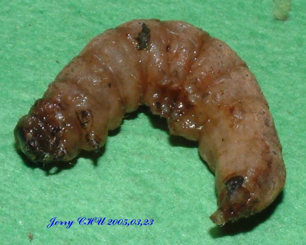 按此在新視窗瀏覽圖片