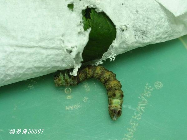 按此在新視窗瀏覽圖片