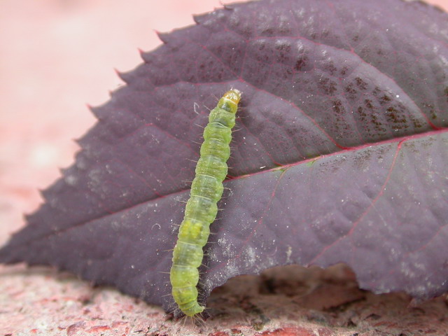 按此在新視窗瀏覽圖片