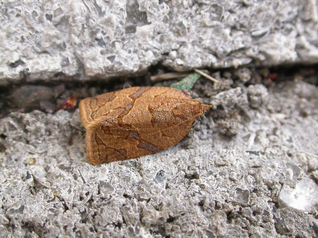 按此在新視窗瀏覽圖片