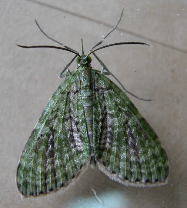 按此在新視窗瀏覽圖片