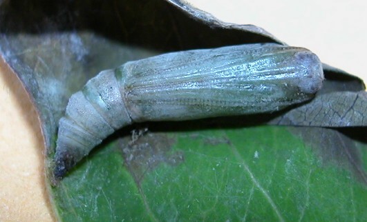 按此在新視窗瀏覽圖片