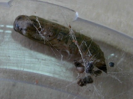 按此在新視窗瀏覽圖片