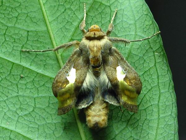 按此在新視窗瀏覽圖片