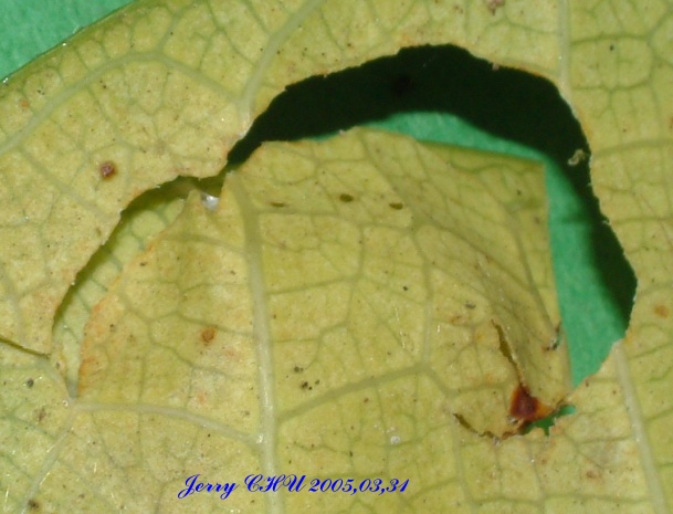 按此在新視窗瀏覽圖片