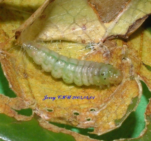 按此在新視窗瀏覽圖片