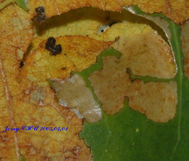 按此在新視窗瀏覽圖片