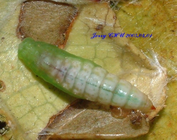 按此在新視窗瀏覽圖片