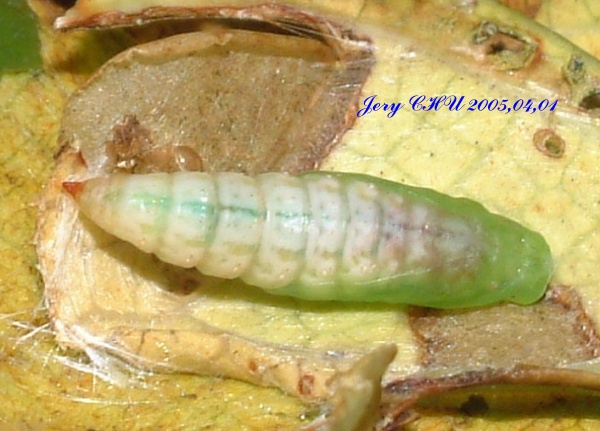 按此在新視窗瀏覽圖片