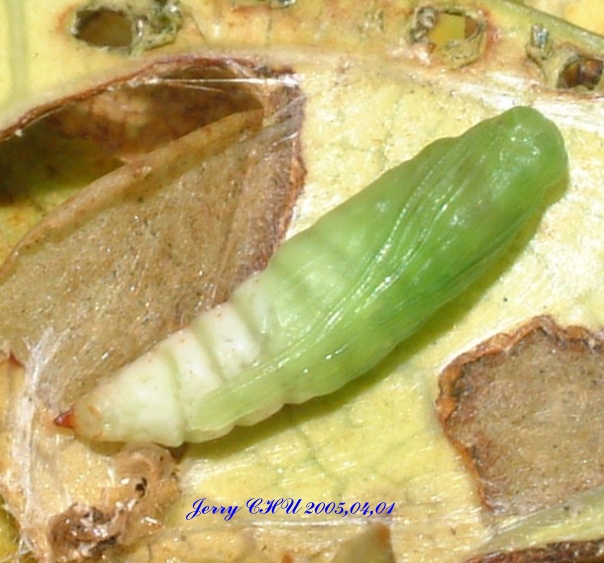 按此在新視窗瀏覽圖片