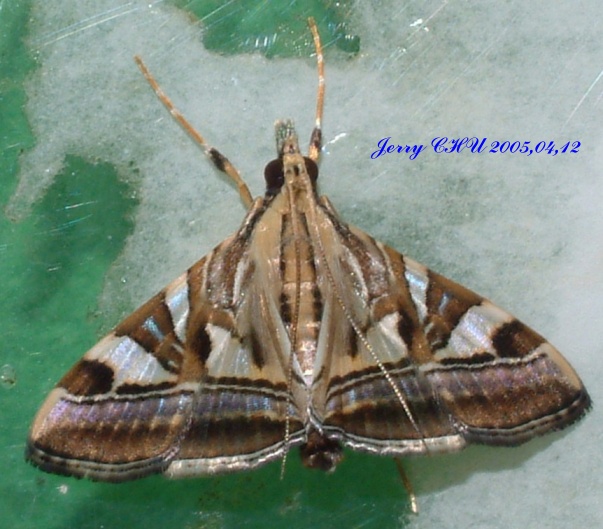 按此在新視窗瀏覽圖片