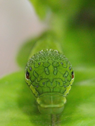 按此在新視窗瀏覽圖片