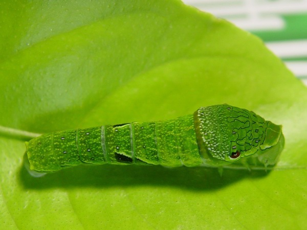 按此在新視窗瀏覽圖片