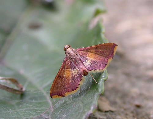 «ö¦¹¦b·sµøµ¡ÂsÄý¹Ï¤ù