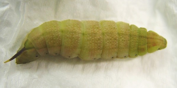 按此在新視窗瀏覽圖片