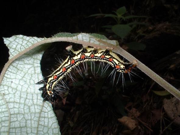 按此在新視窗瀏覽圖片