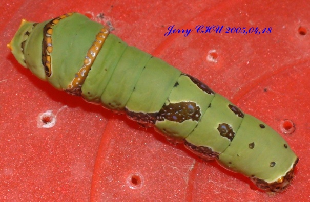 按此在新視窗瀏覽圖片