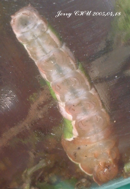 按此在新視窗瀏覽圖片