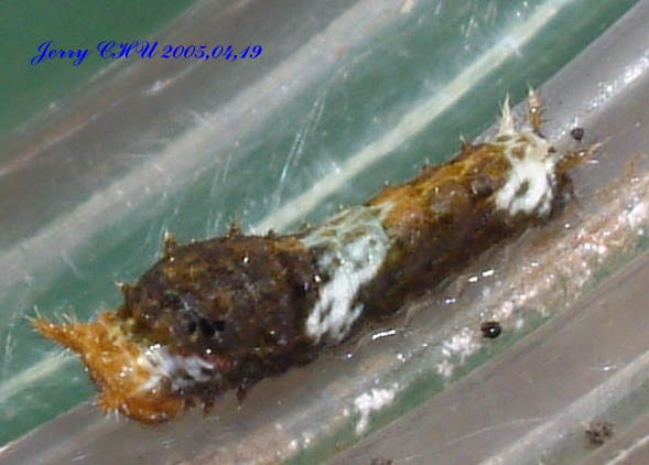 按此在新視窗瀏覽圖片