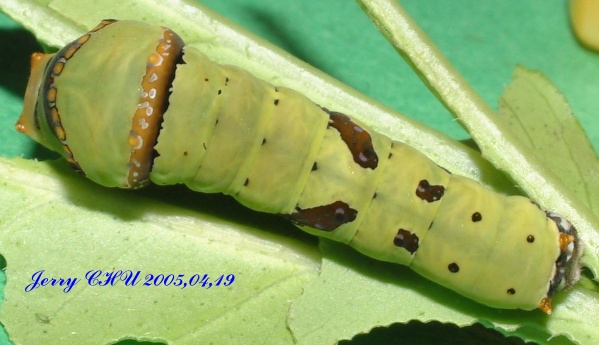 按此在新視窗瀏覽圖片