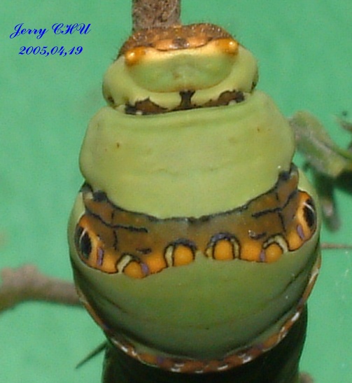 按此在新視窗瀏覽圖片