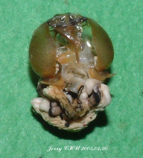 按此在新視窗瀏覽圖片