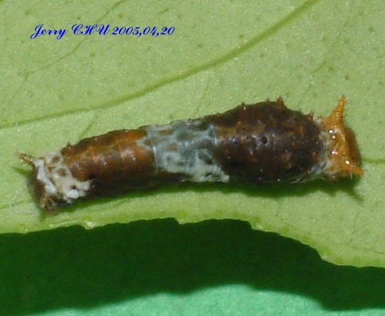 按此在新視窗瀏覽圖片