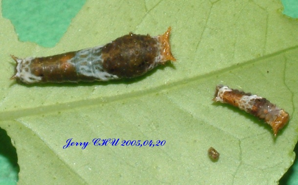 按此在新視窗瀏覽圖片