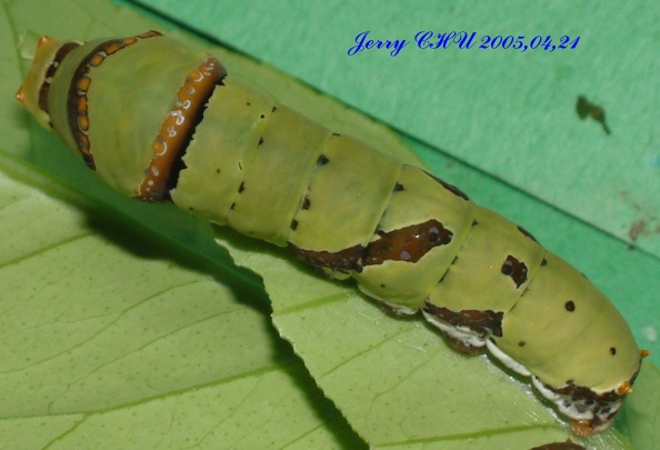 按此在新視窗瀏覽圖片