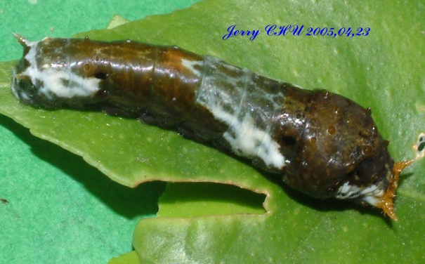 按此在新視窗瀏覽圖片