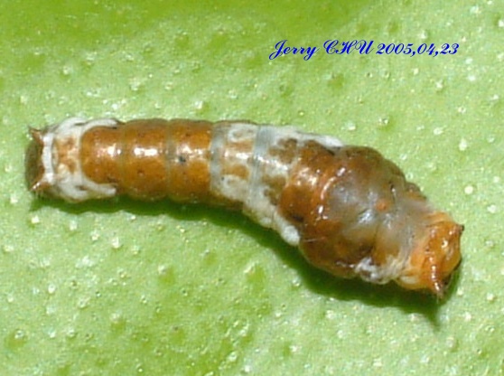 按此在新視窗瀏覽圖片