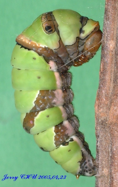 按此在新視窗瀏覽圖片