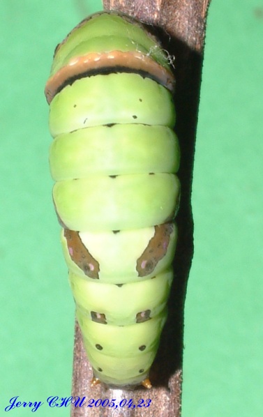 按此在新視窗瀏覽圖片