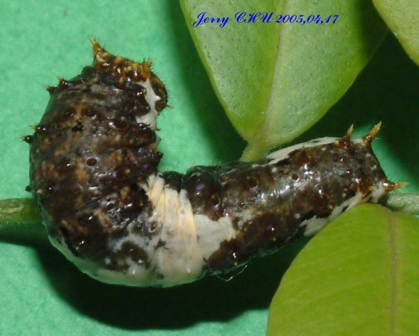 按此在新視窗瀏覽圖片