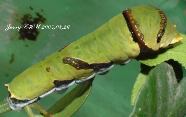 按此在新視窗瀏覽圖片