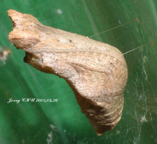 按此在新視窗瀏覽圖片