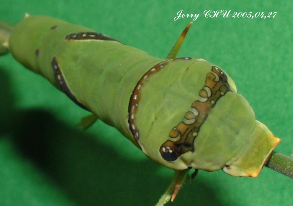 按此在新視窗瀏覽圖片