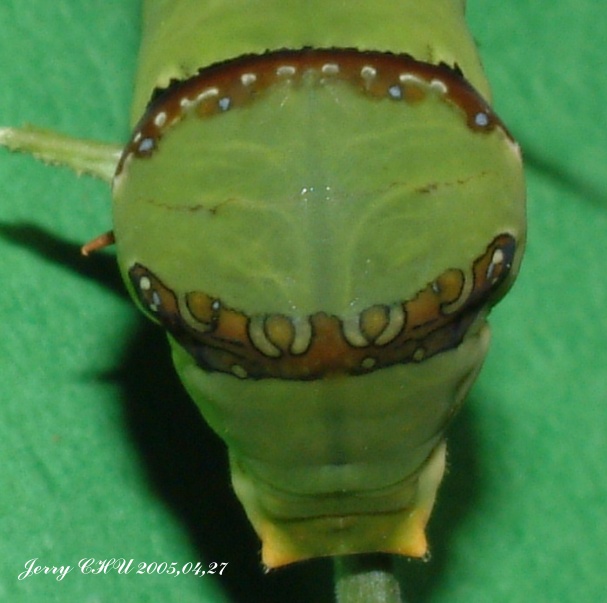 按此在新視窗瀏覽圖片