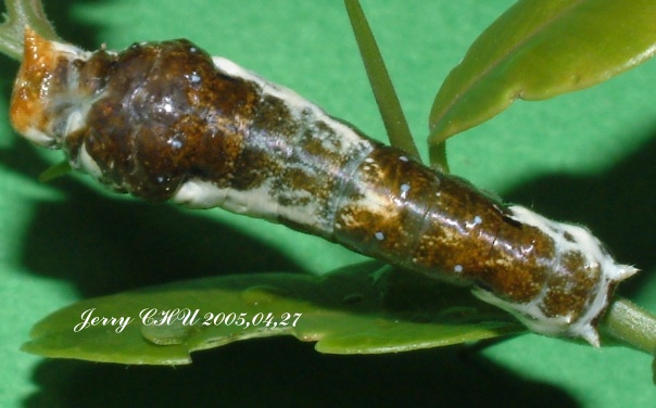 按此在新視窗瀏覽圖片