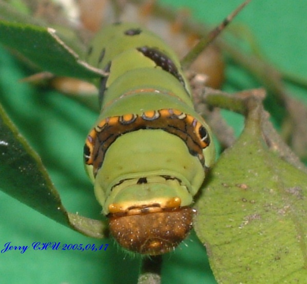 按此在新視窗瀏覽圖片