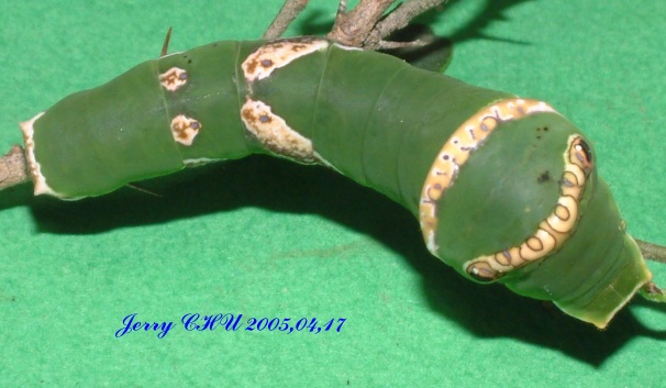 按此在新視窗瀏覽圖片