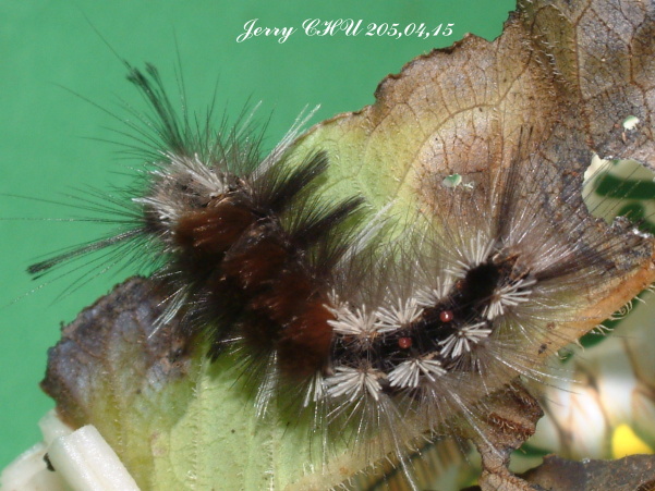 按此在新視窗瀏覽圖片