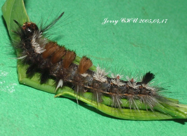 按此在新視窗瀏覽圖片