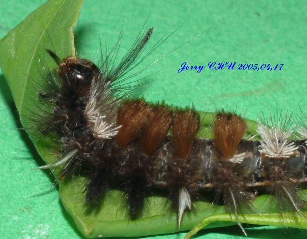 按此在新視窗瀏覽圖片