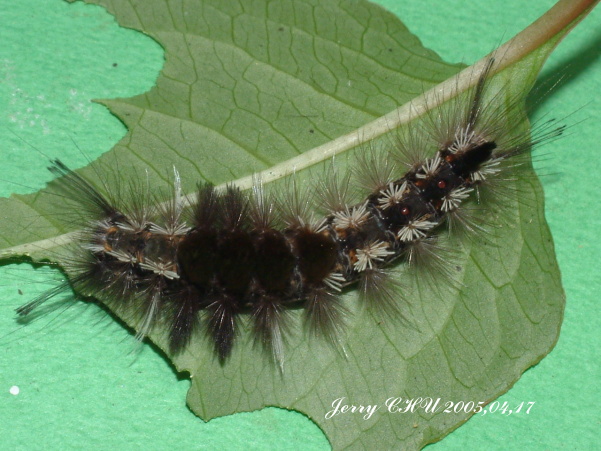 按此在新視窗瀏覽圖片