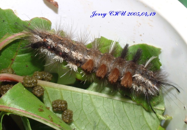 按此在新視窗瀏覽圖片