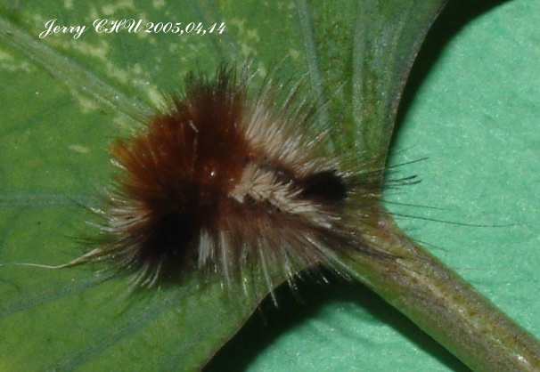 按此在新視窗瀏覽圖片