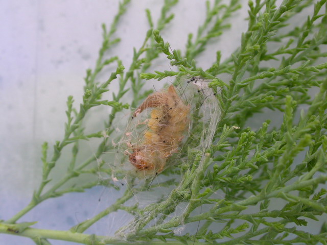 «ö¦¹¦b·sµøµ¡ÂsÄý¹Ï¤ù