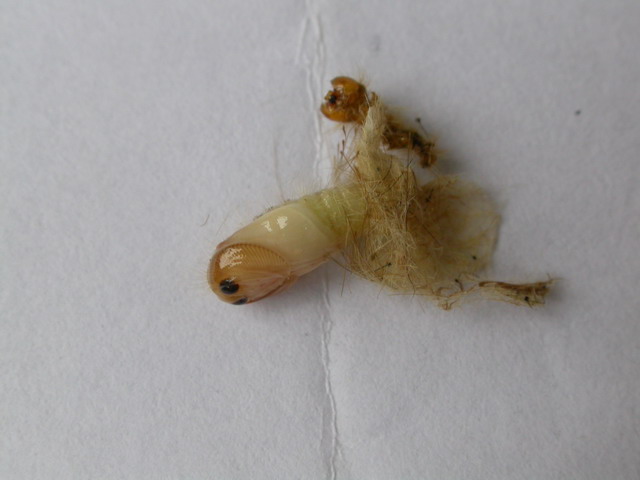 «ö¦¹¦b·sµøµ¡ÂsÄý¹Ï¤ù