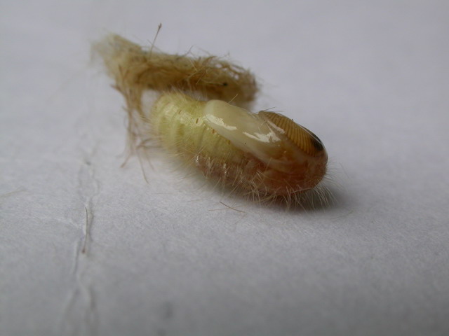 «ö¦¹¦b·sµøµ¡ÂsÄý¹Ï¤ù